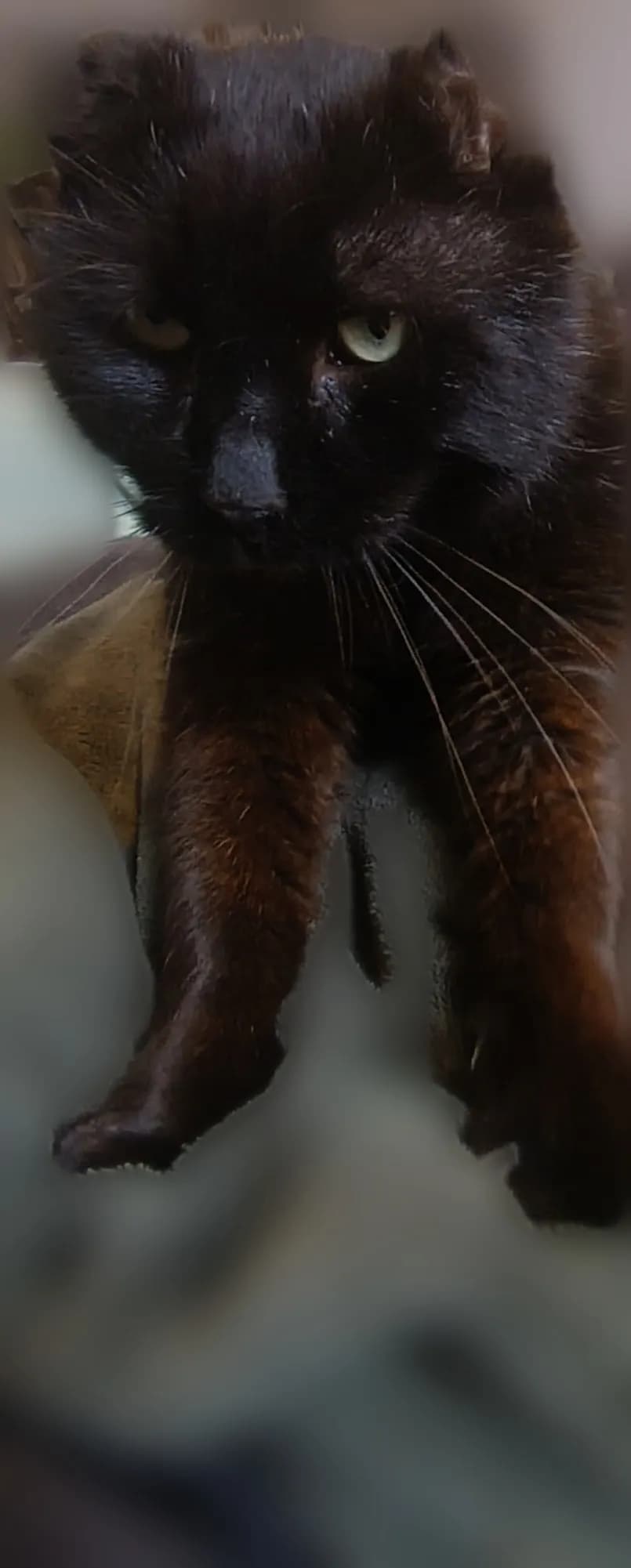 Odin dit Doudou, chat noir du cabinet